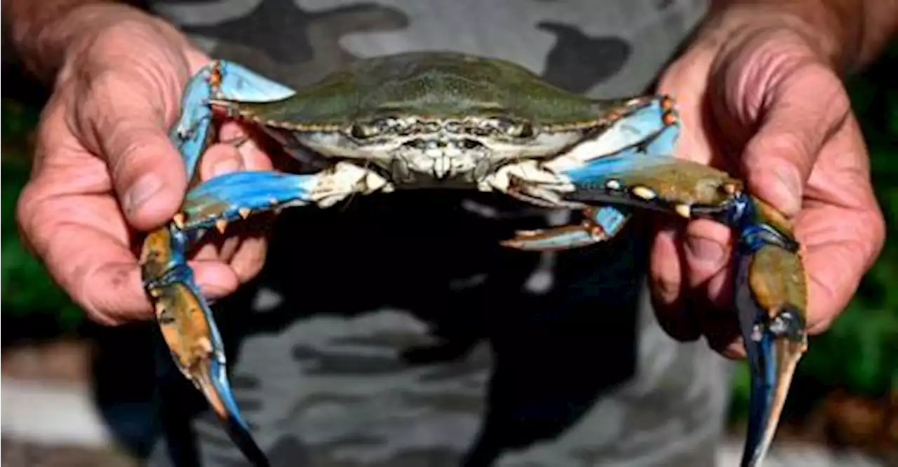 Italy’s clam farmers fear blue crab ‘invasion’