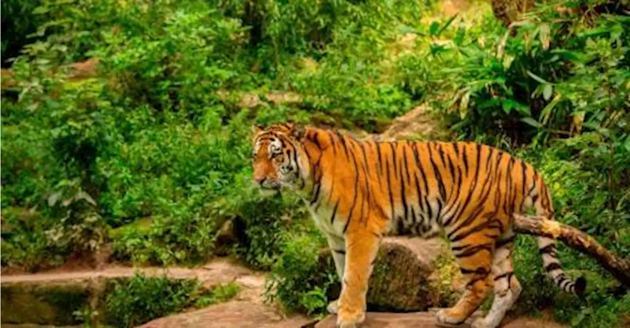 Police receive reports of sighting of tiger in Batang Kali and surrounding areas