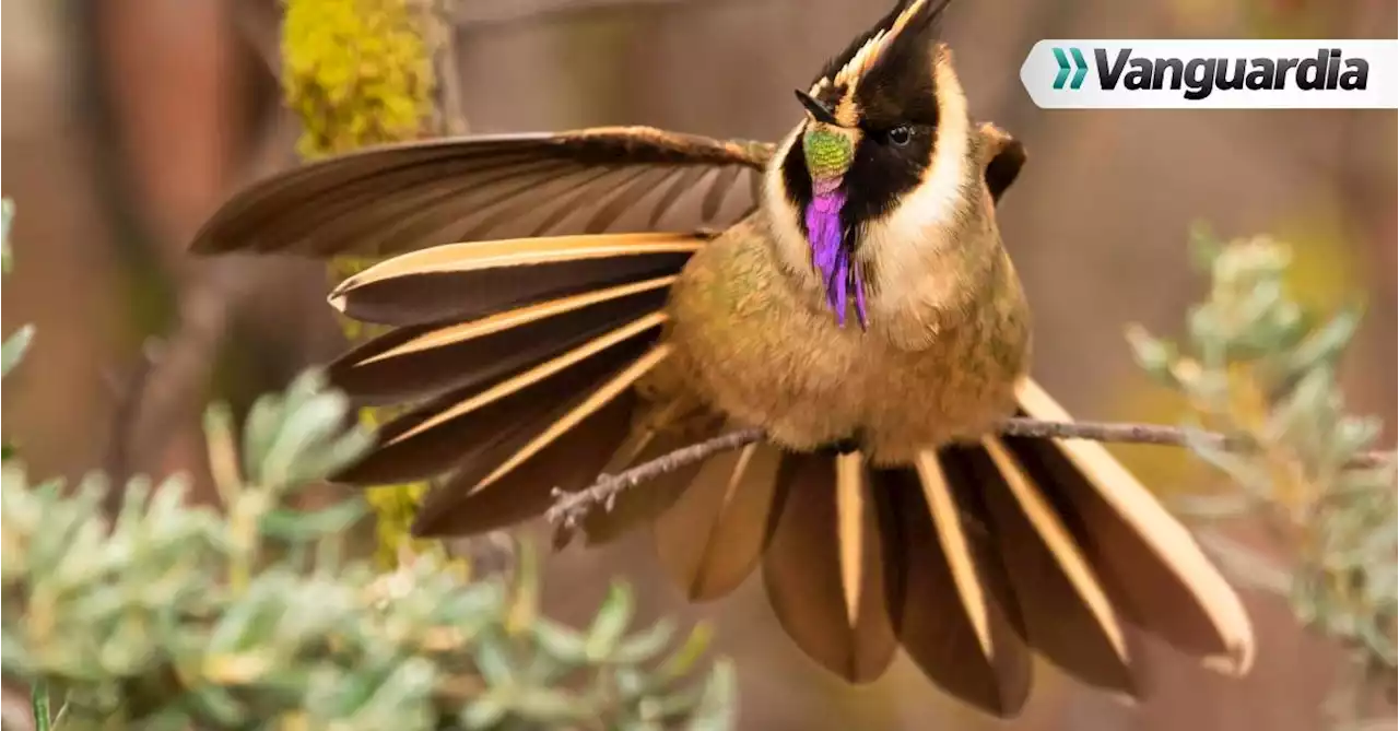 Más allá del café, el Eje cafetero colombiano se convierte en edén para avistar aves