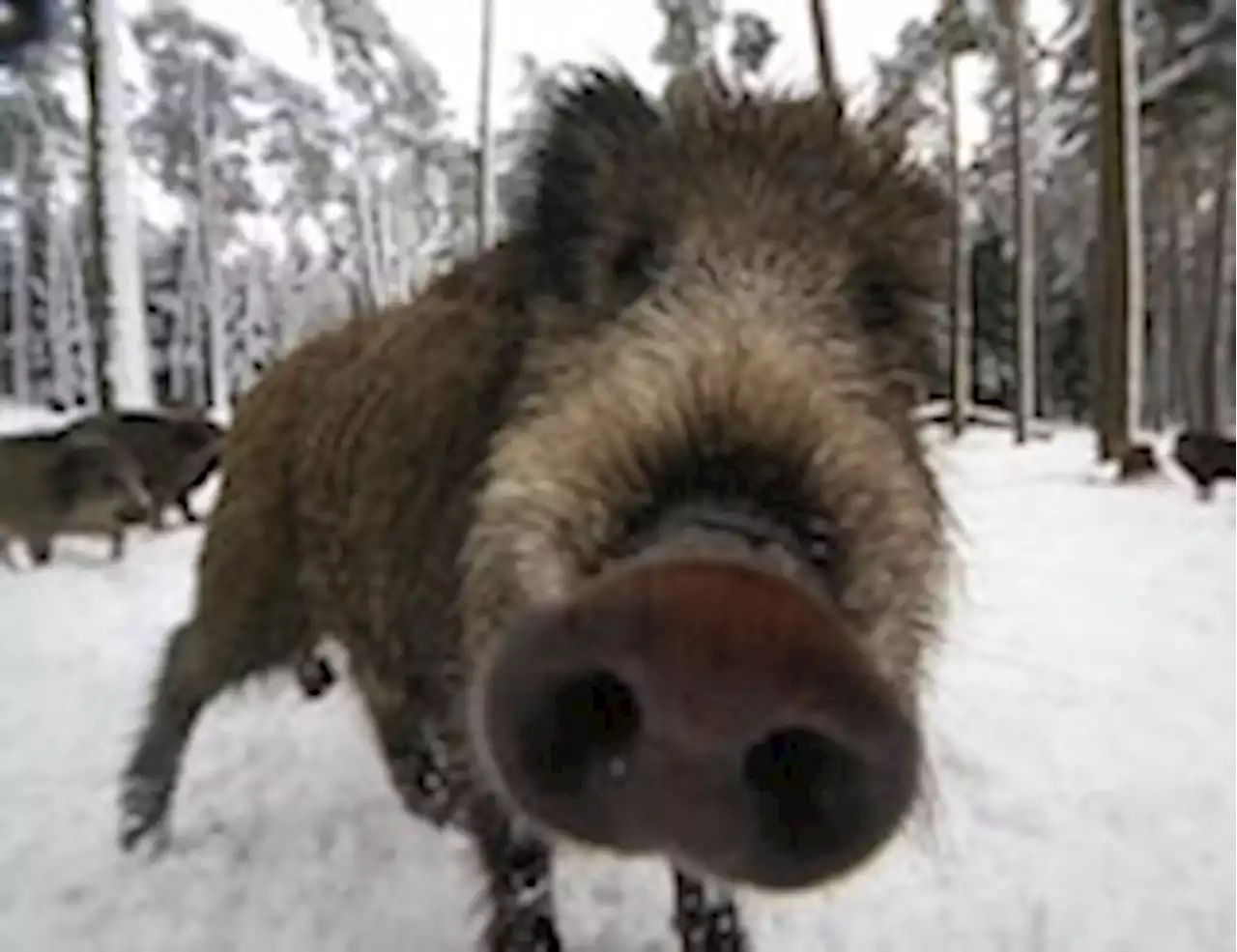 Scientists finally know why Germany’s wild boar are surprisingly radioactive