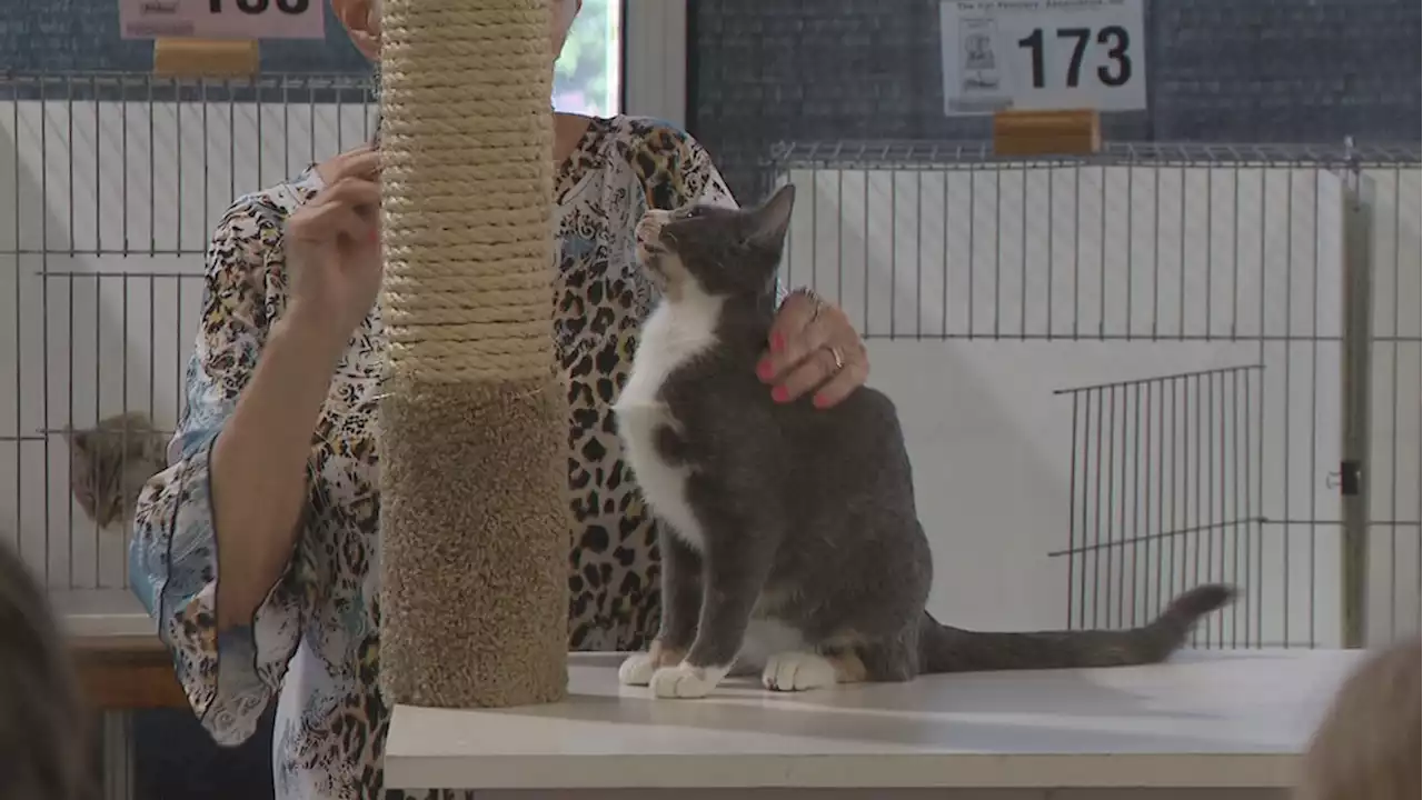 Cat Fanciers' Mid-Ohio cat show draws cat lovers to Ohio Expo Center