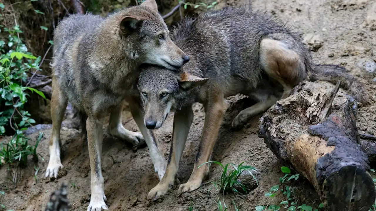 Endangered red wolf can't make it in the wild without 'significant' help, study says