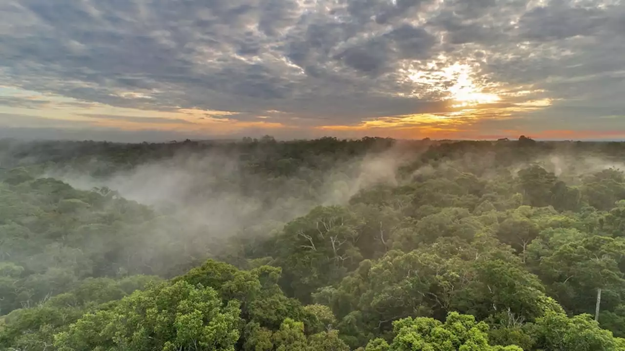 How researchers are using AI to save rainforest species in Puerto Rico: Exclusive