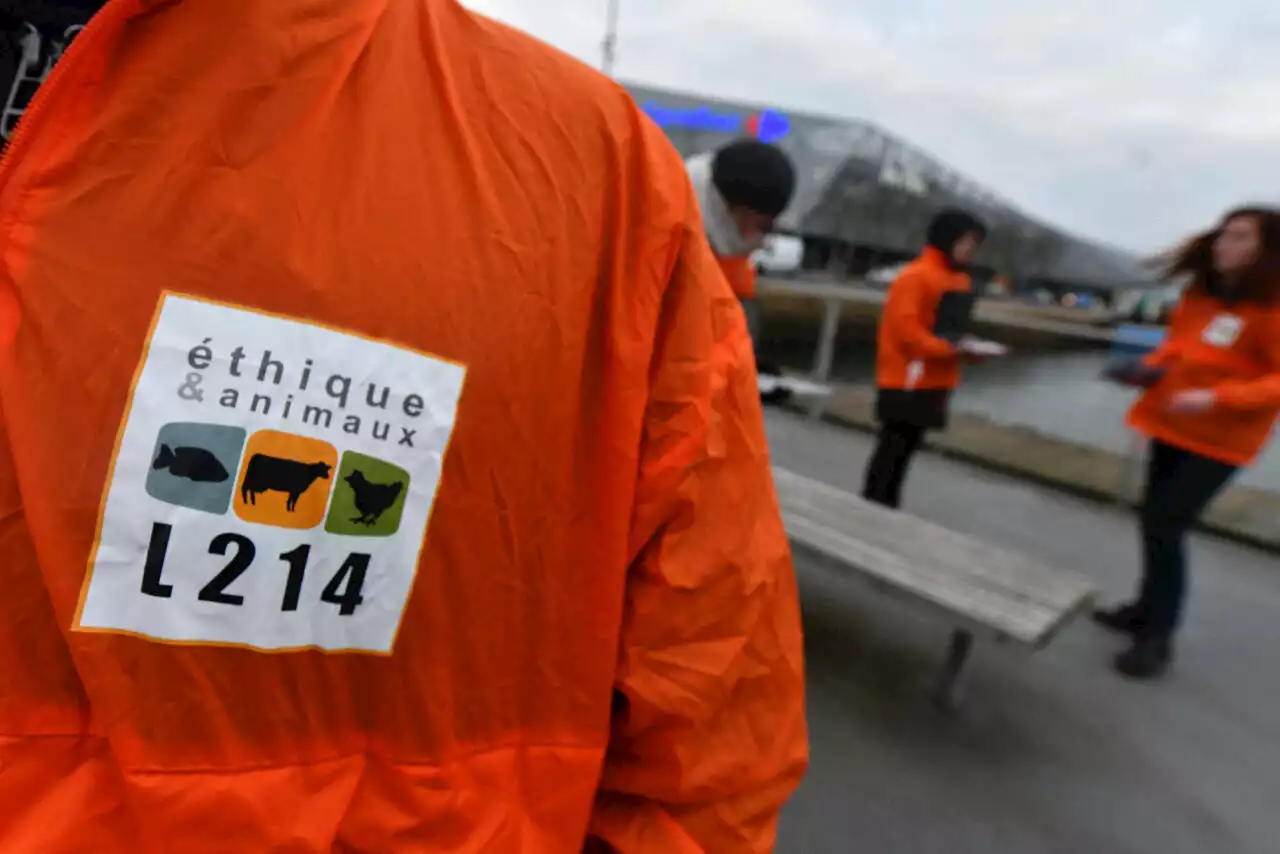 Ce samedi, l'association L214 mène une action à Cherbourg-en-Cotentin