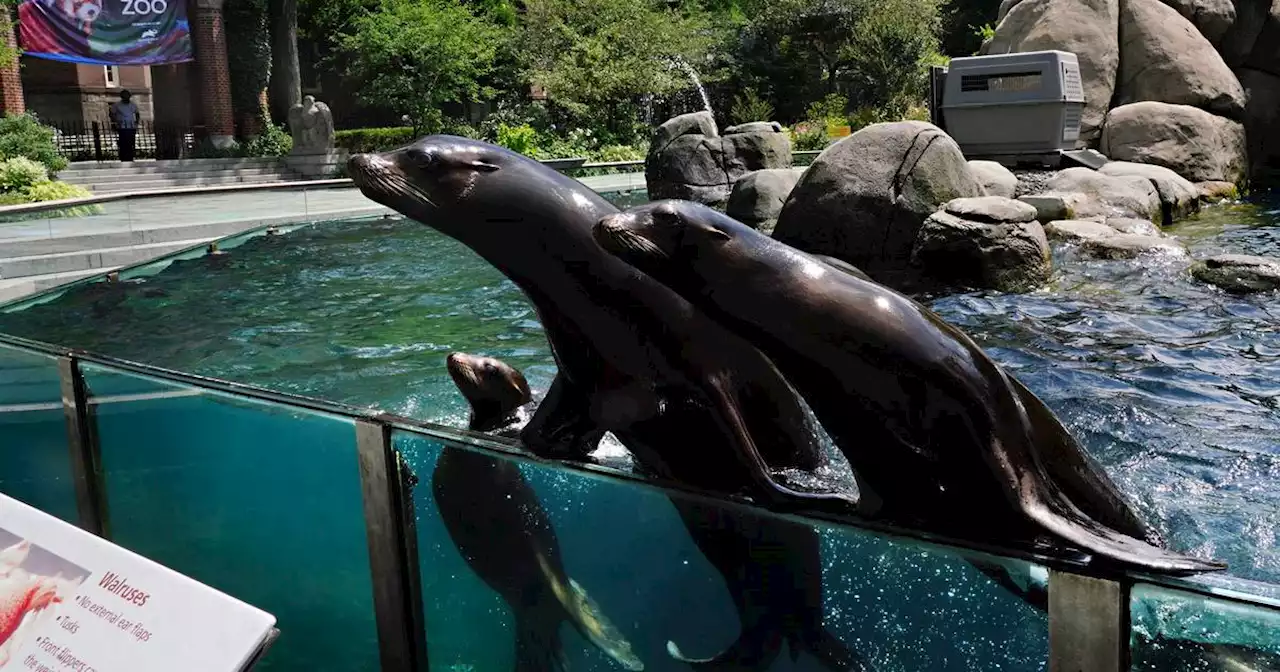 Sea lion briefly escapes Central Park Zoo enclosure in New York floods