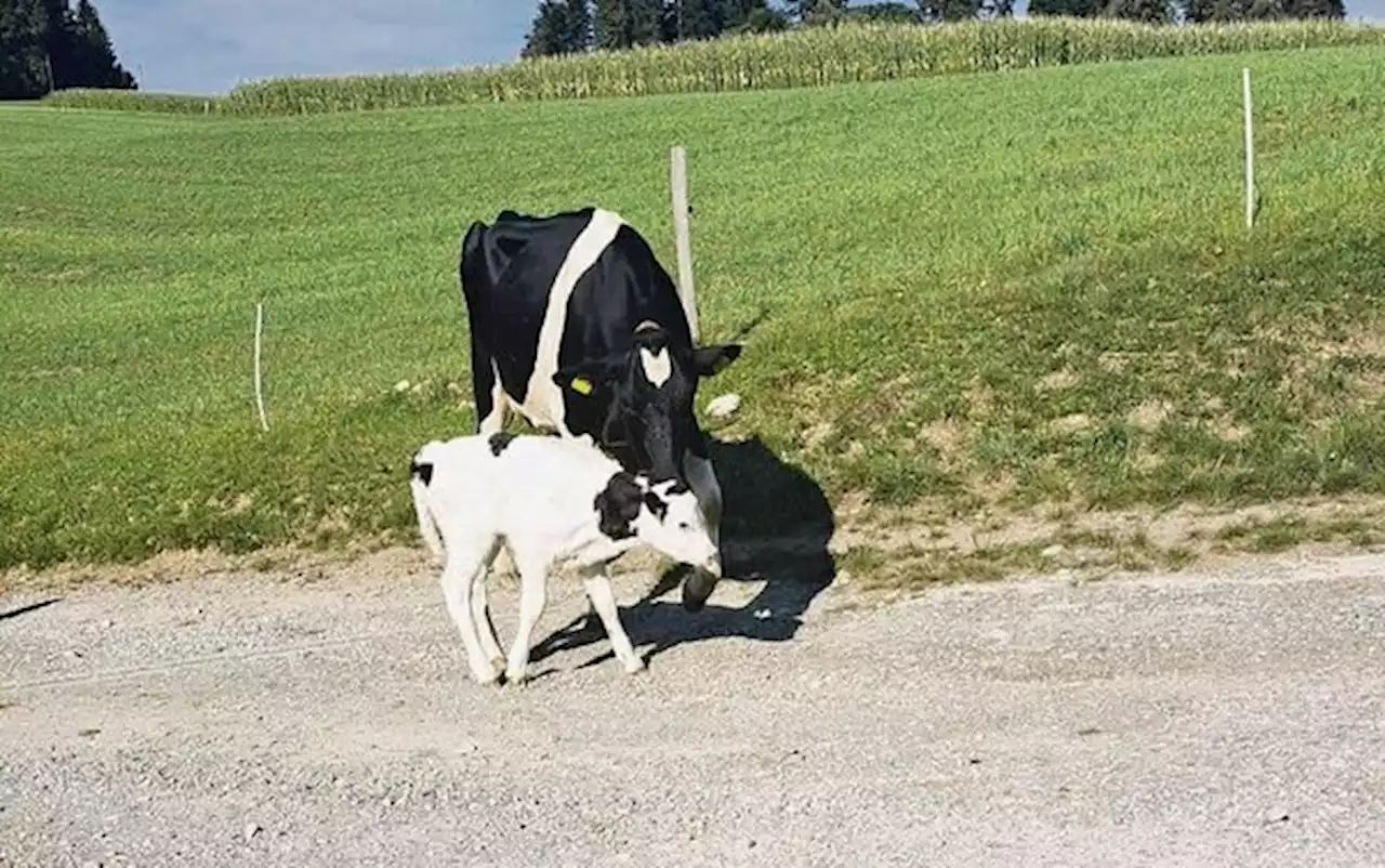 Thyra kam mit einem schönen Kuhkalb nach Hause