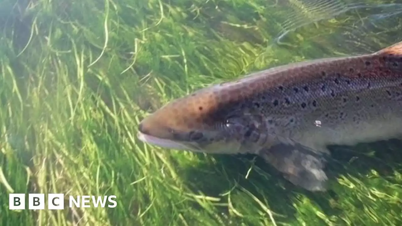 Dorset wild salmon study aims to tackle species decline