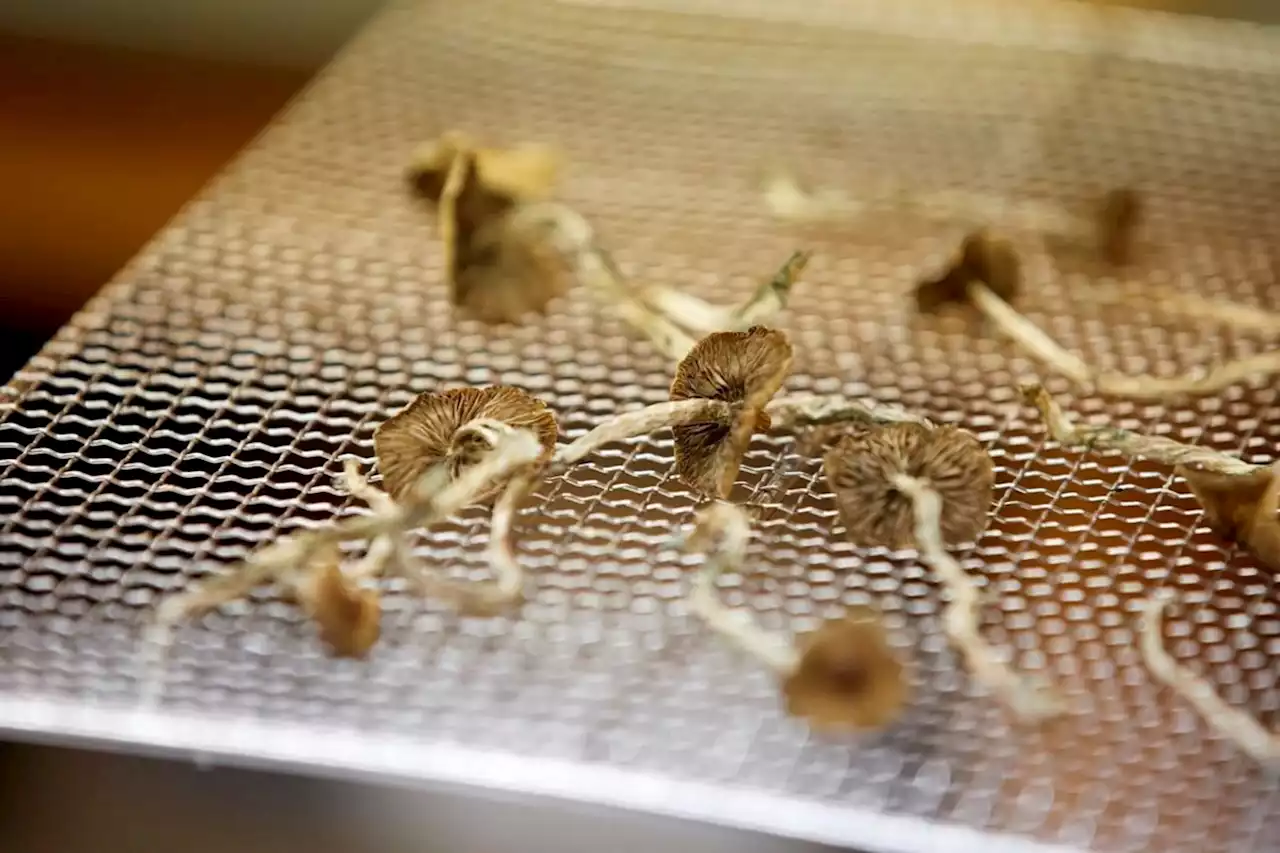 Federal Court ruling sets back health workers seeking psilocybin mushroom access