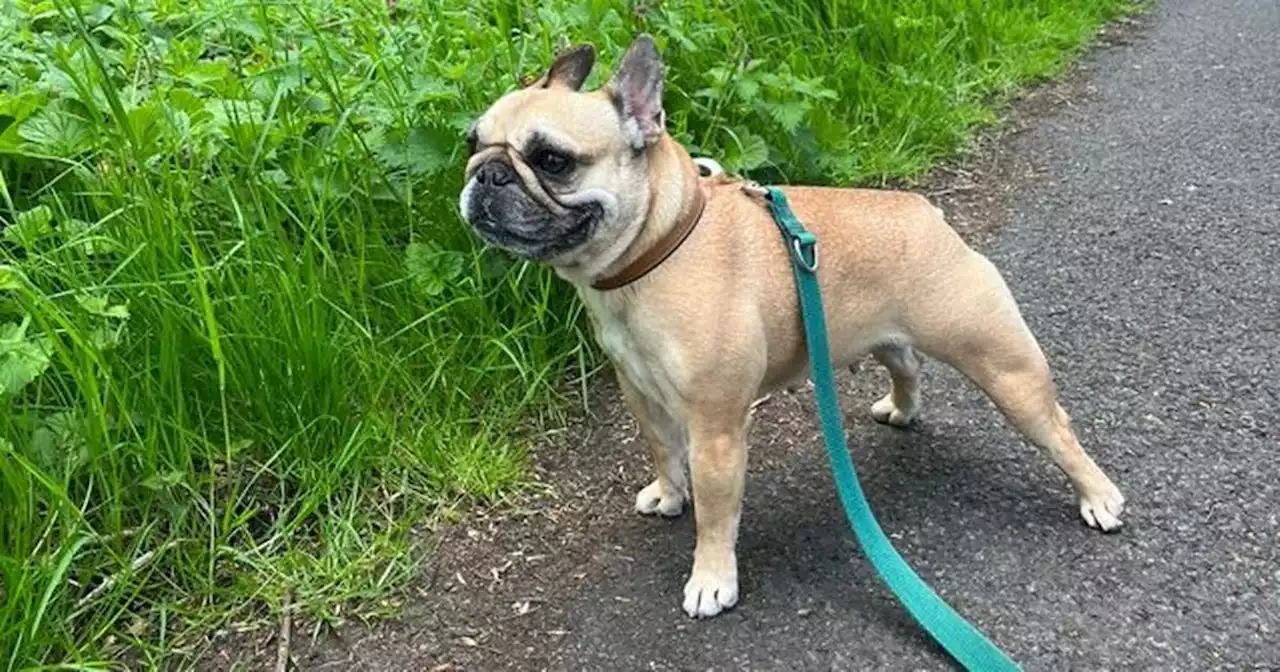 Dog owner devastated as pet dies after 'inhaling poison' at Scots park