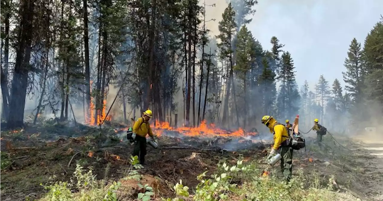 How to manage Canada’s ‘unprecedented’ wildfires before they start