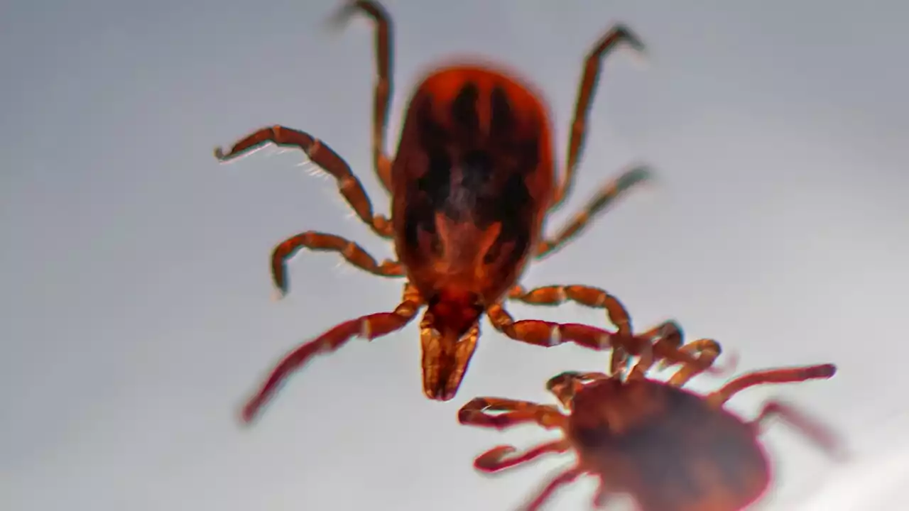 Blocking a protein could stop a dangerous tick-borne disease