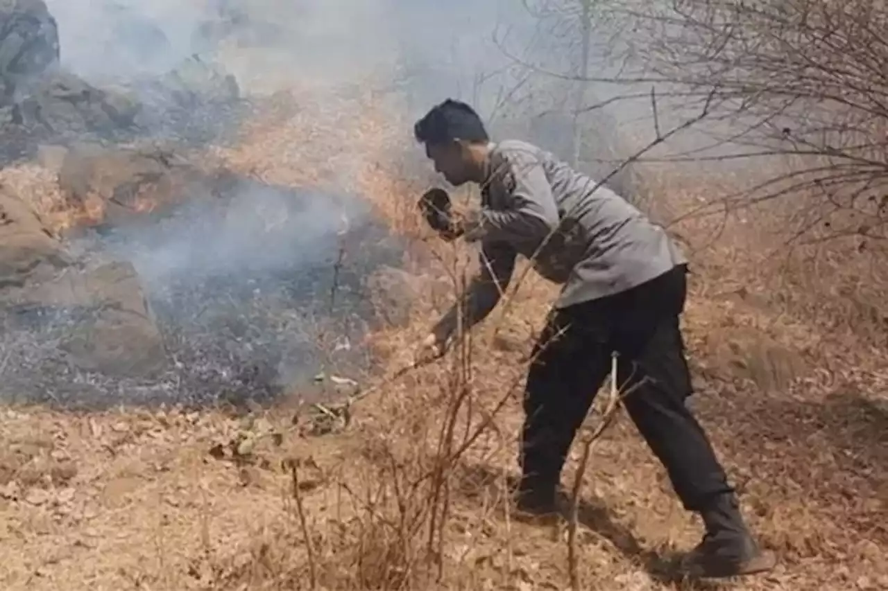 Banyak Karhutla Melanda Taman Nasional, Masukan FWI agar Kejadian Tak Terulang