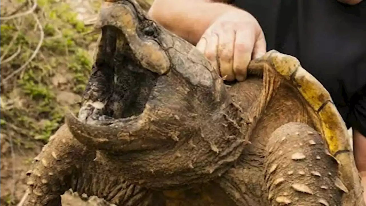 Texas doubles reward for tips about alligator snapping turtle poaching