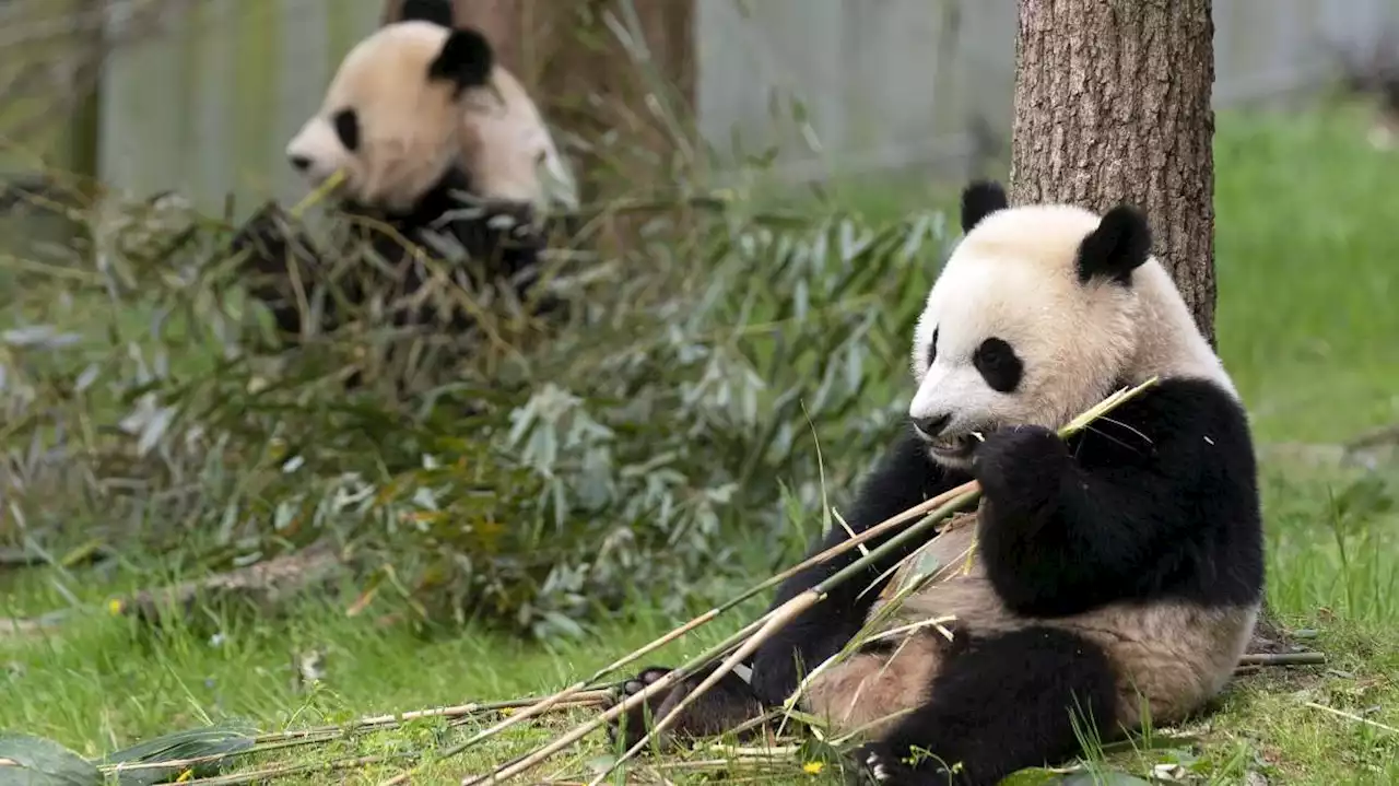 Panda diplomacy: China taking back its giant pandas from US zoos