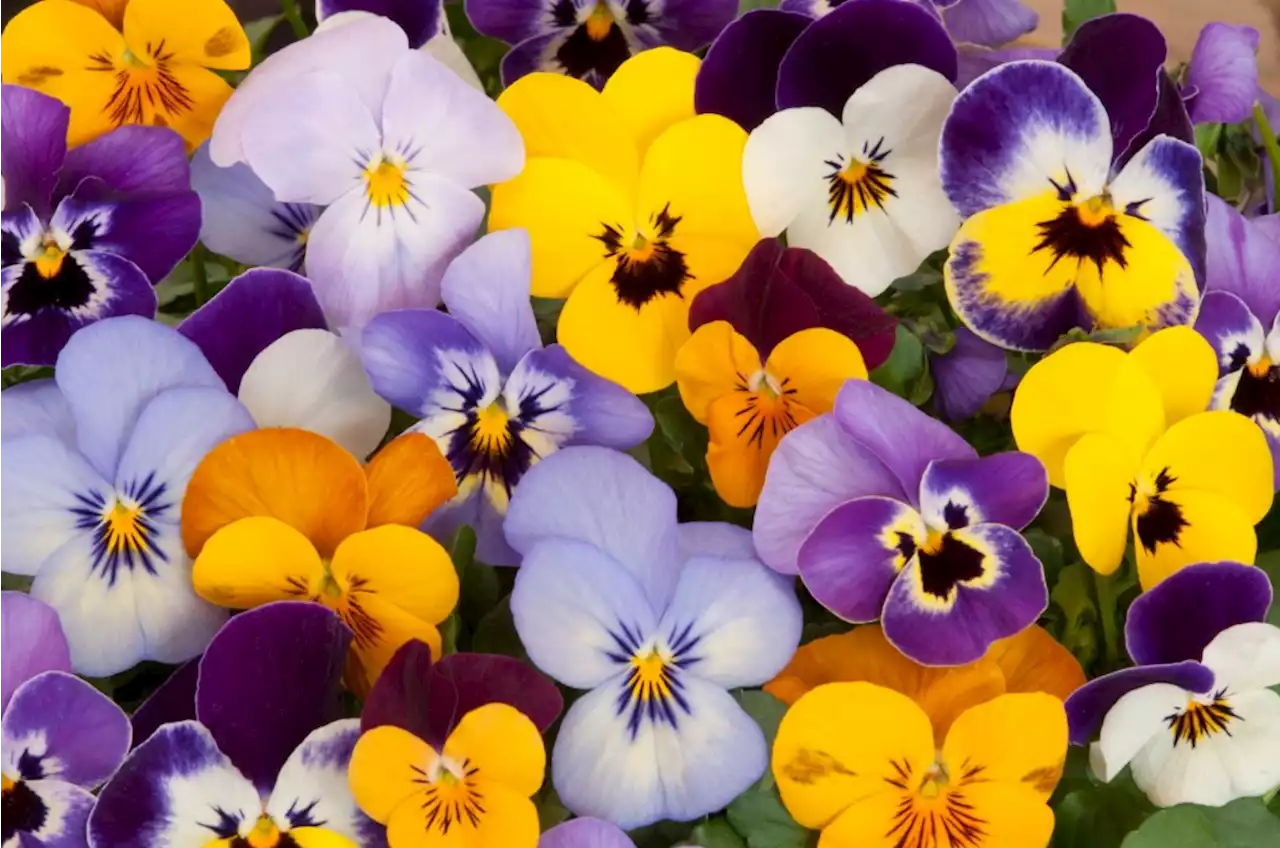 Why gardeners should consider colorful flowers that bloom through the year