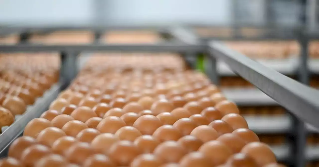 Dans les couvoirs français, fini l''aberration' du broyage des poussins mâles