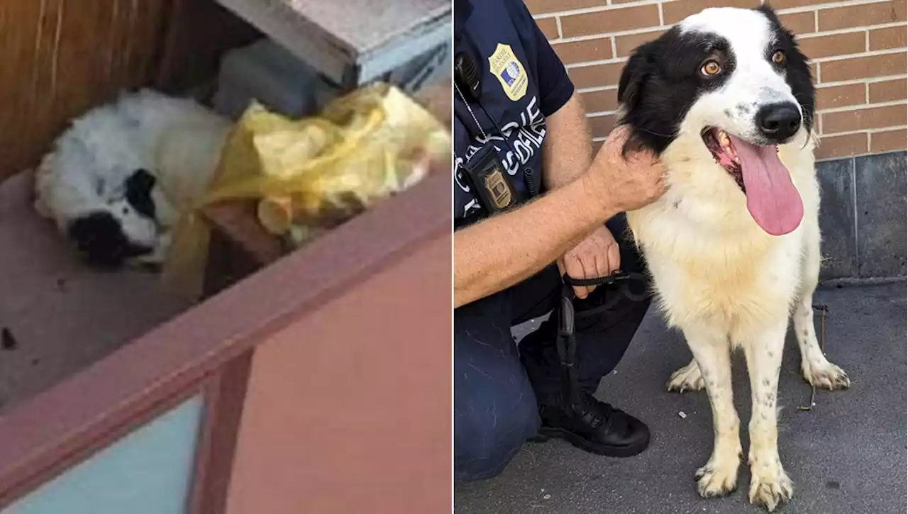 Il cane Zeus viveva in un balcone di due metri quadrati, costretto a stare sempre sdraiato: salvato dopo lunghi appostamenti