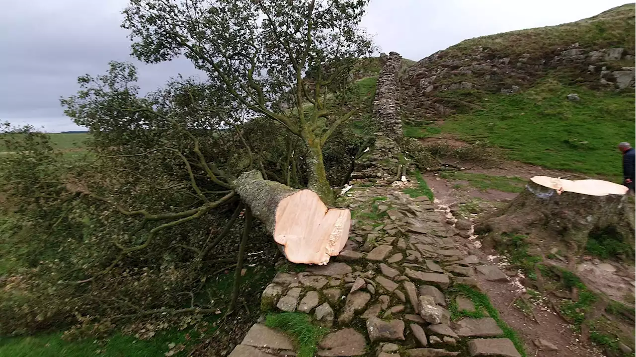 Deuxième arrestation après le tronçonnage d’un arbre emblématique au Royaume-Uni