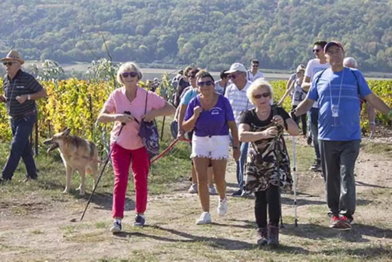 Champagne dans l'Aisne : 1 600 marcheurs inscrits à la Balade pétillante !