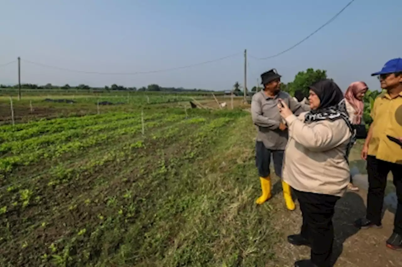 Rural Development Ministry assessing land in Kota Belud, Sri Aman for rice cultivation projects