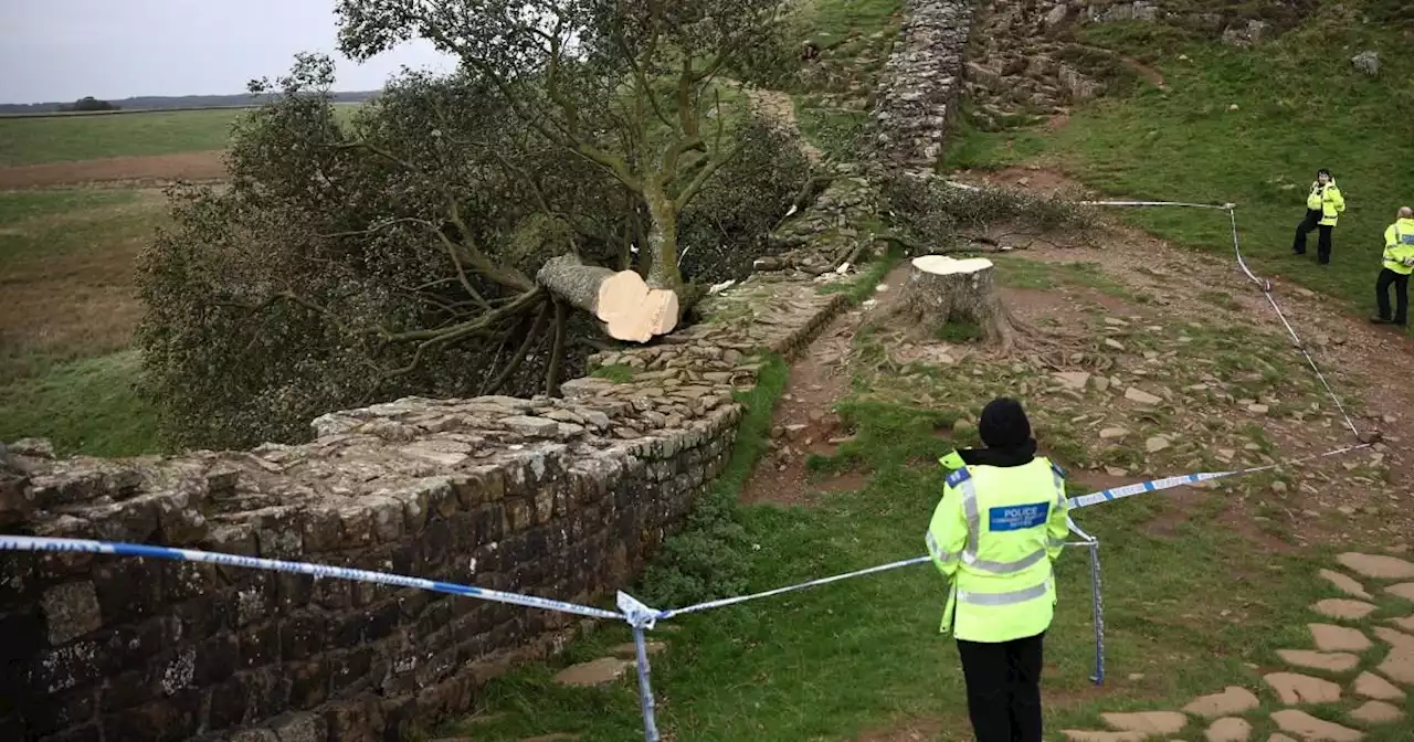 Man arrested after world-famous Sycamore Gap tree was cut down