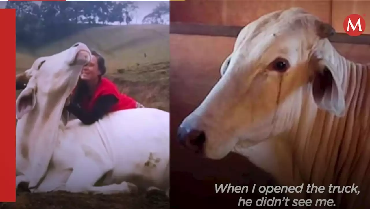 Mujer rescata a toro que lloraba porque iba a ser sacrificado