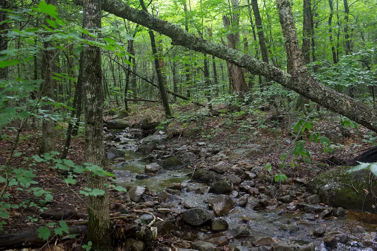 Project conserves 3,700 acres of forest in northern New Hampshire​