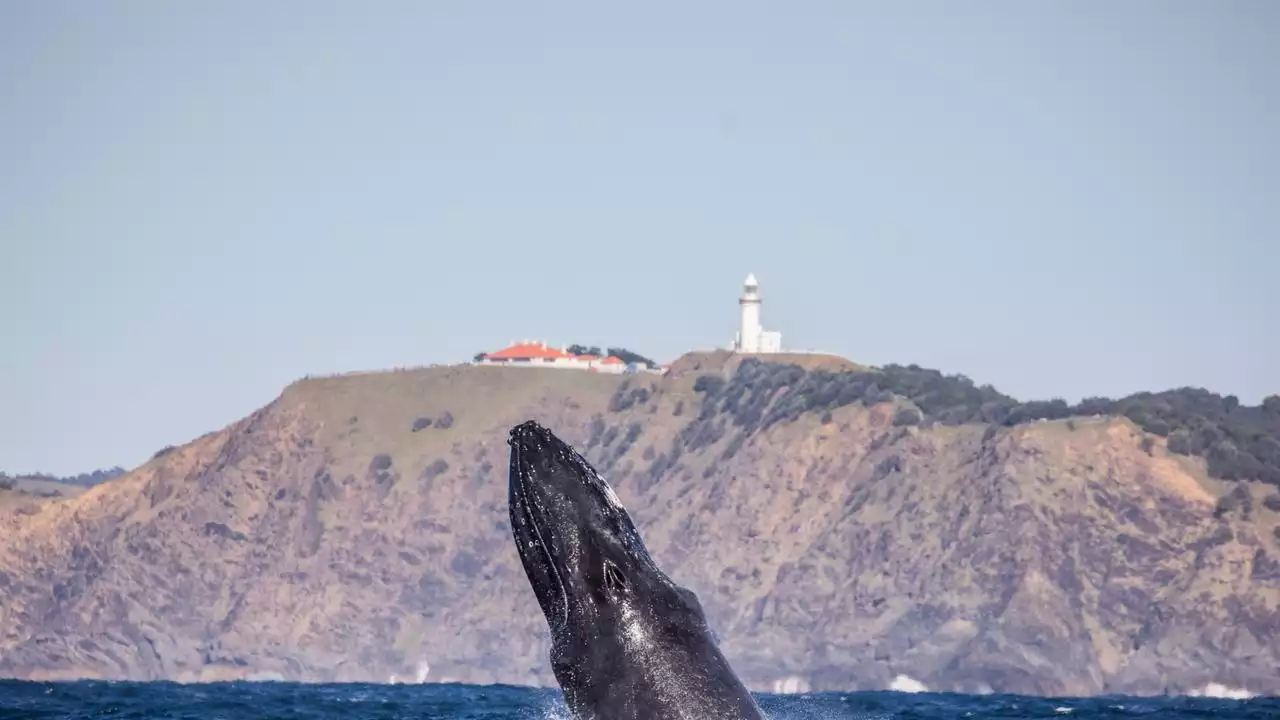 Man killed after boat struck by whale