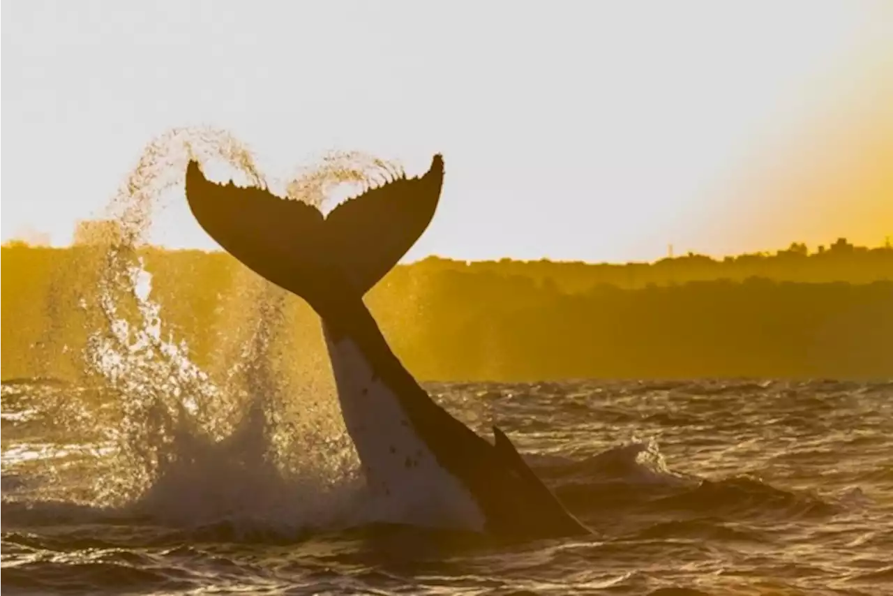 Man komt om nadat boot werd omgeslagen door walvis