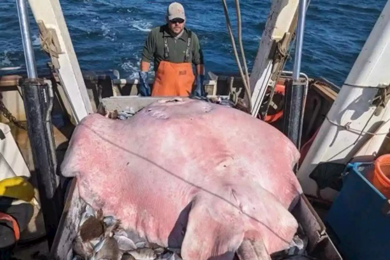 400-pound stingray found in Long Island Sound