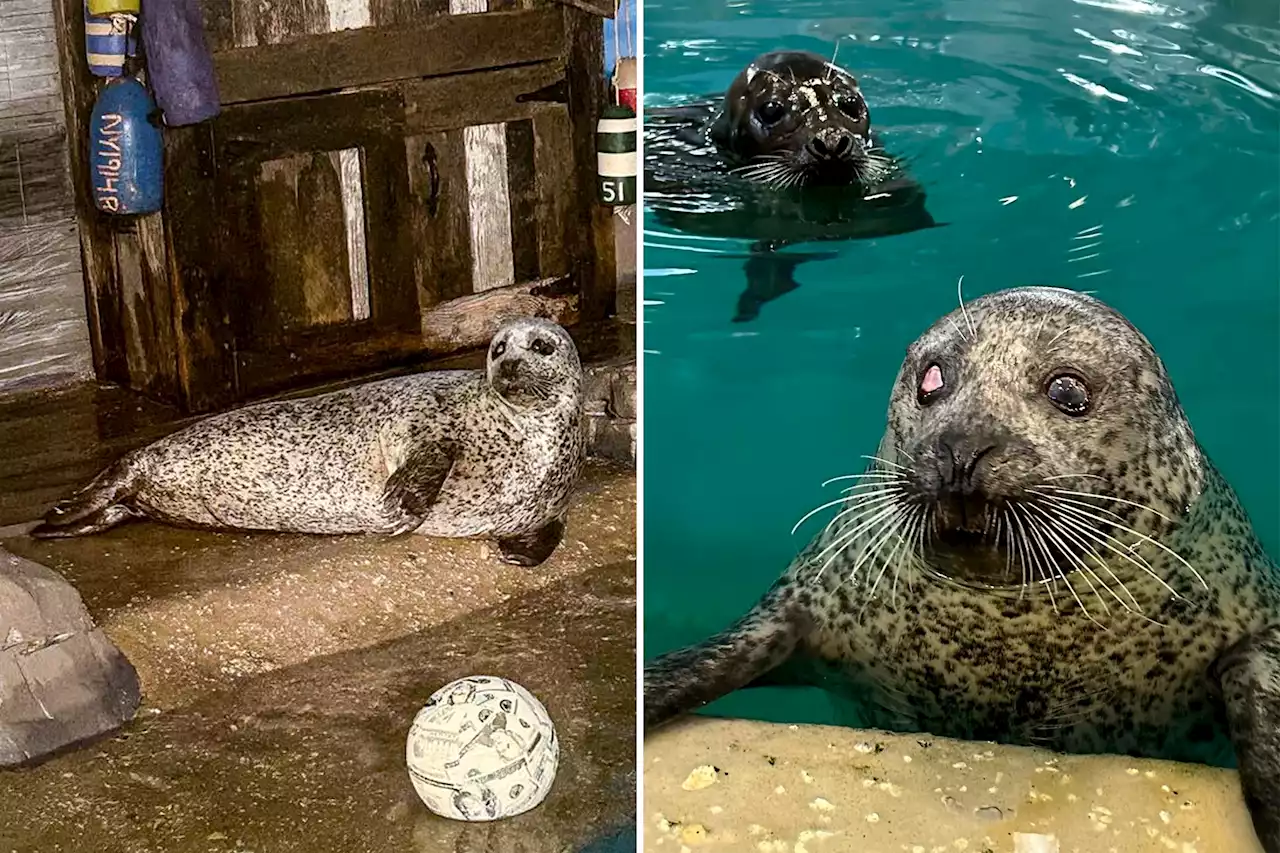 Luseal, Jersey Shore’s beloved one-eyed seal, dies at 34