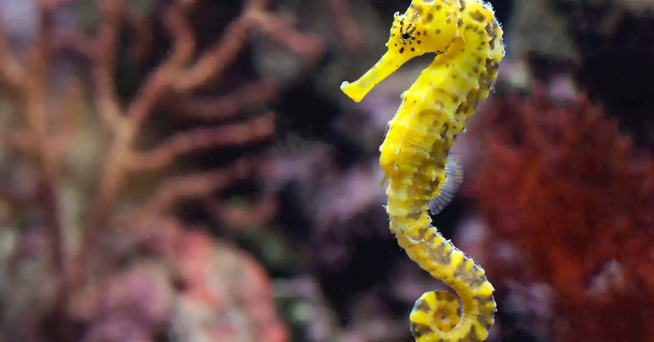 The Astonishing Lives of Emotional and Romantic Seahorses