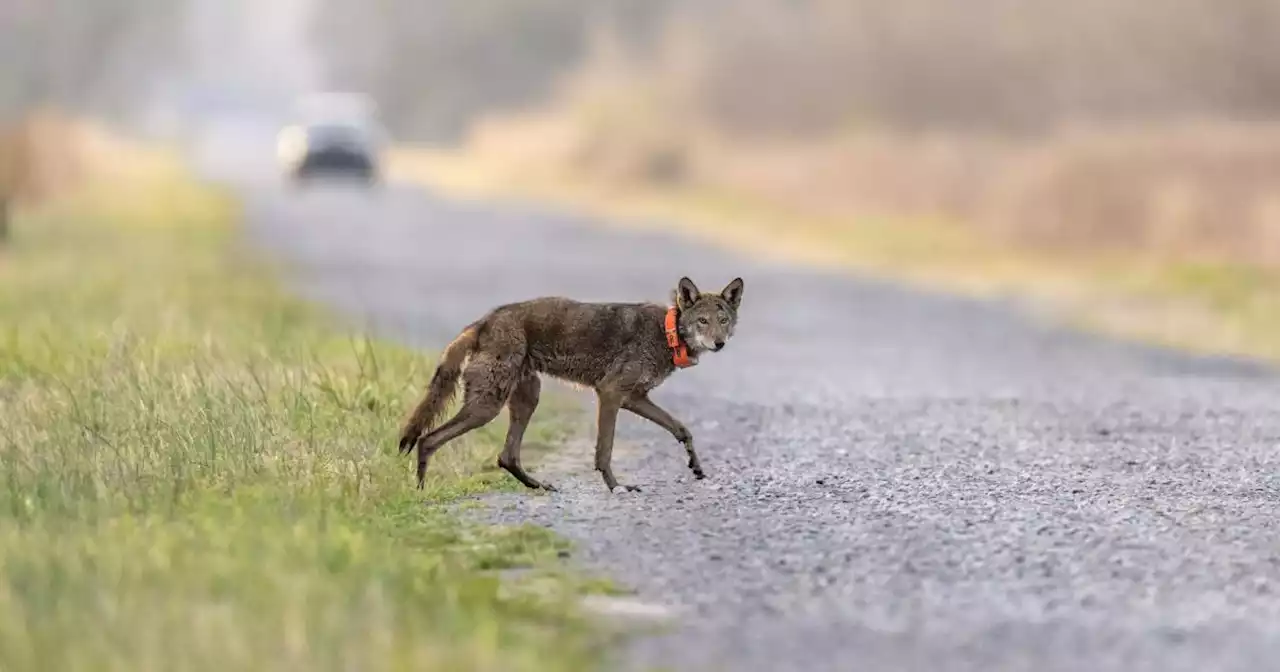 Endangered red wolf can make it in the wild, but not without `significant' help, study says