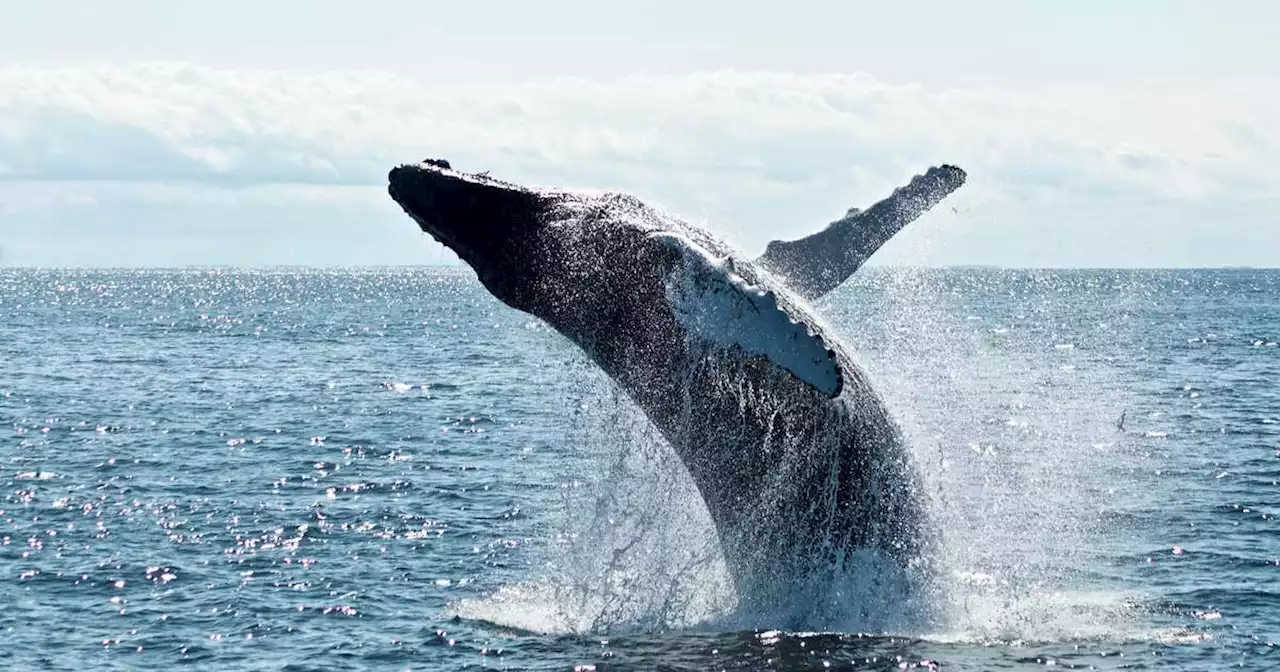 Homem morre após baleia colidir com barco de pesca na Austrália