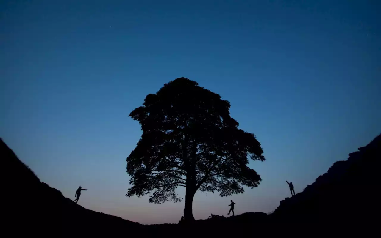 Dozens of UK's oldest trees 'at risk of felling' as Sycamore Gap investigation continues