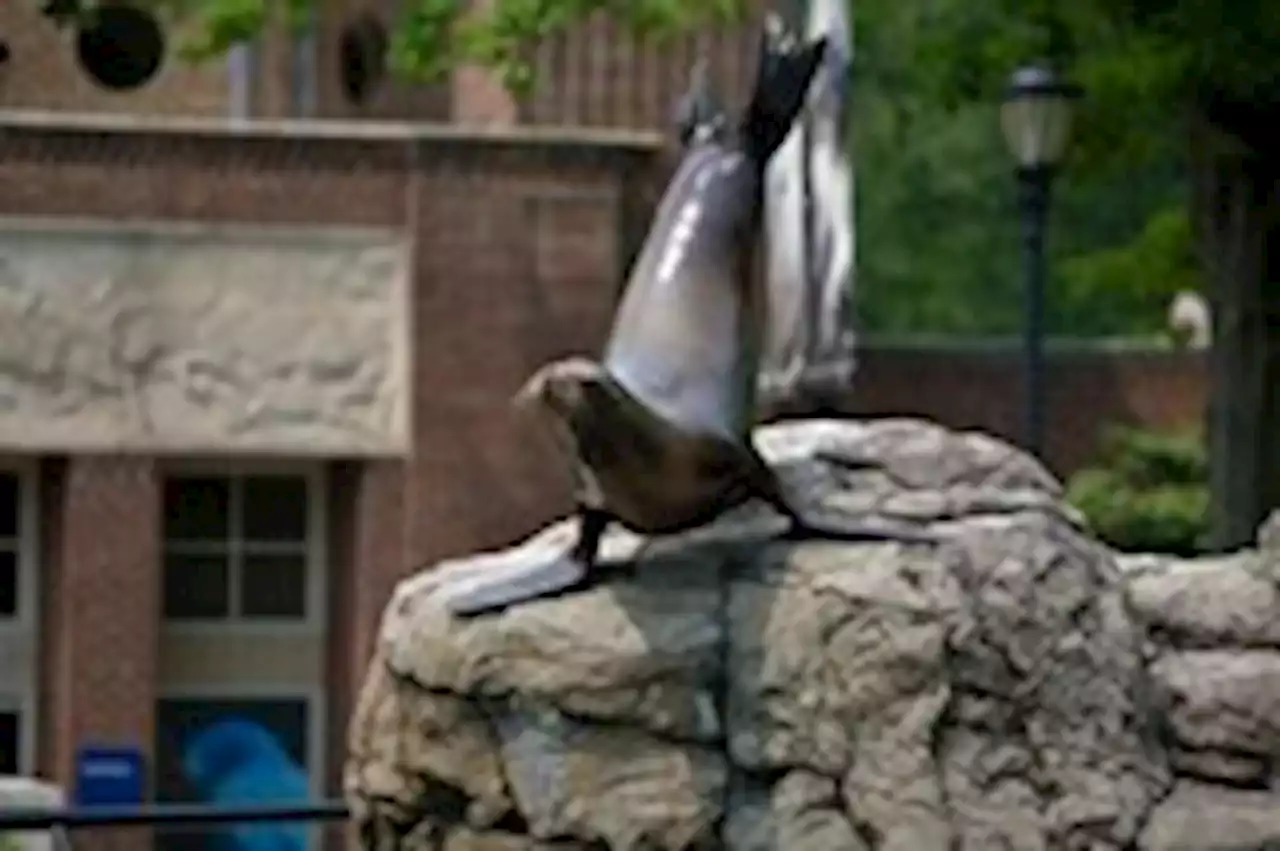 Sea lion briefly escapes Central Park Zoo enclosure in New York floods