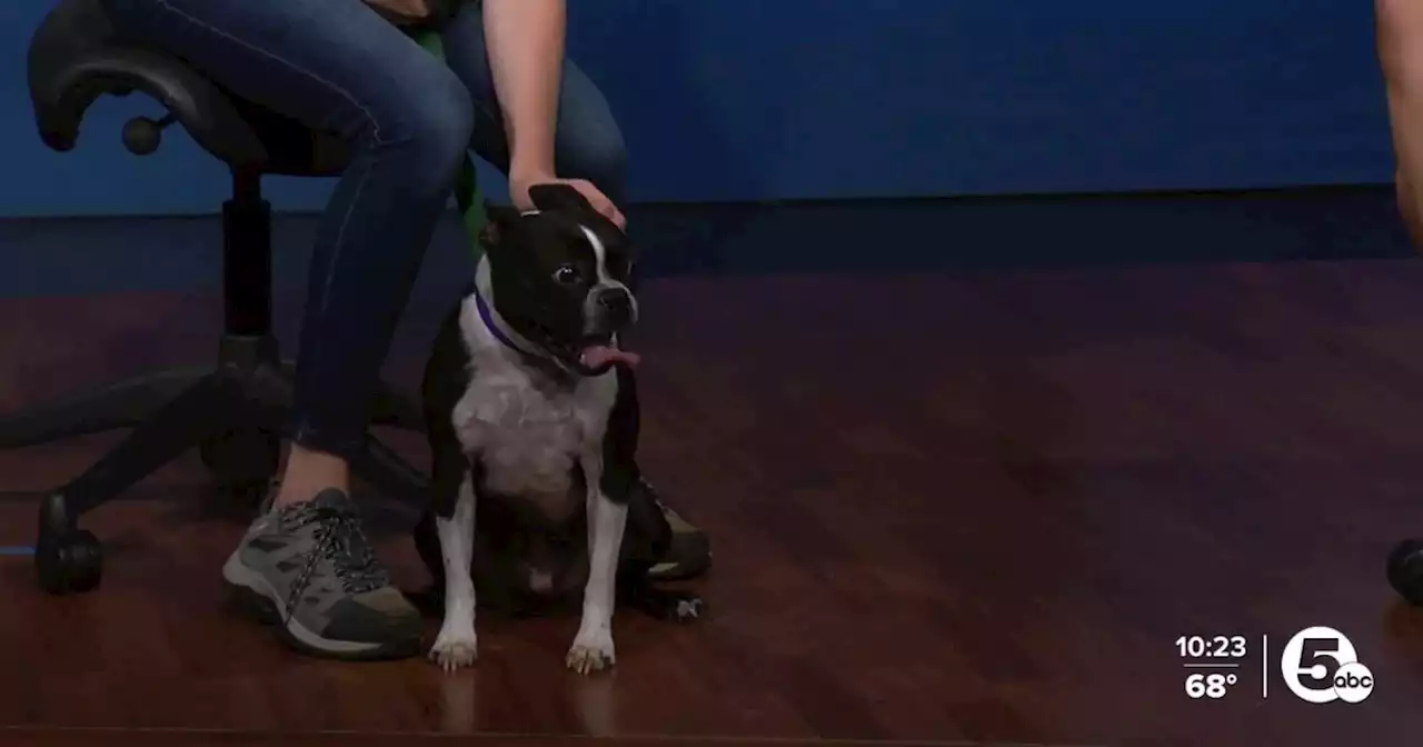 Cruise is Cleveland Animal Protective League's Pet of the Week