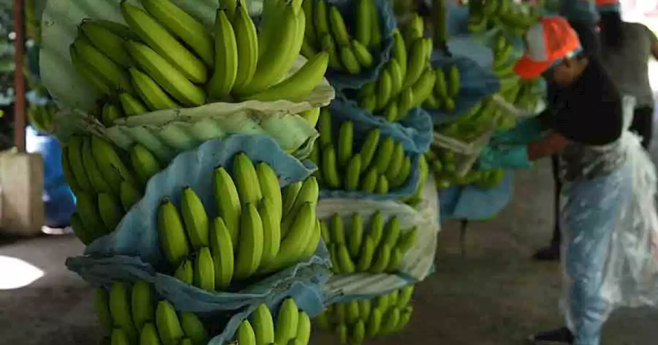 Security in Ecuador has come undone as drug cartels exploit the banana industry to ship cocaine