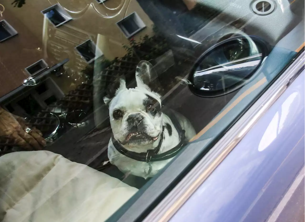 Rorschach: Hund (†2) bei Hitze im Auto zurückgelassen