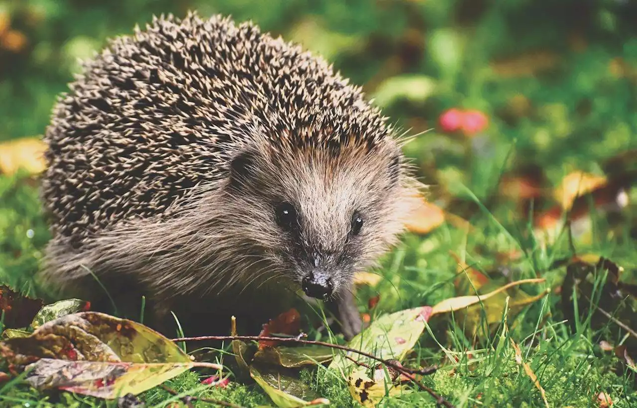 Ils soignent des hérissons empoisonnés et les relâchent dans un parc