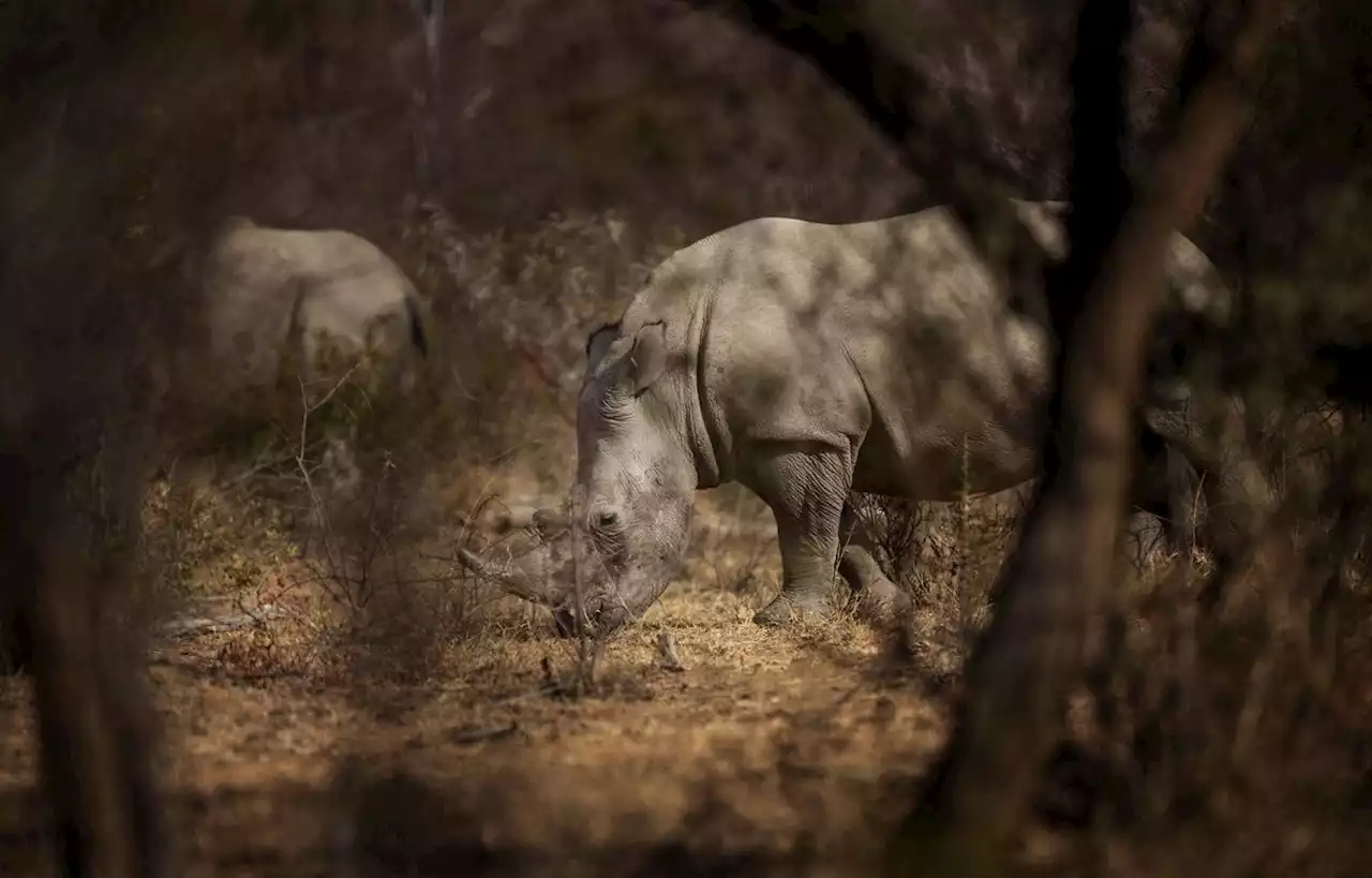 Le plus grand élevage mondial de rhinocéros racheté par une ONG