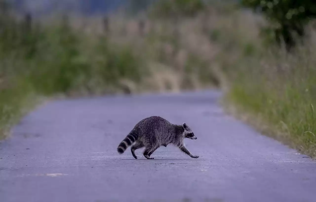 Que faire du raton laveur, de plus en plus envahissant en Belgique ?