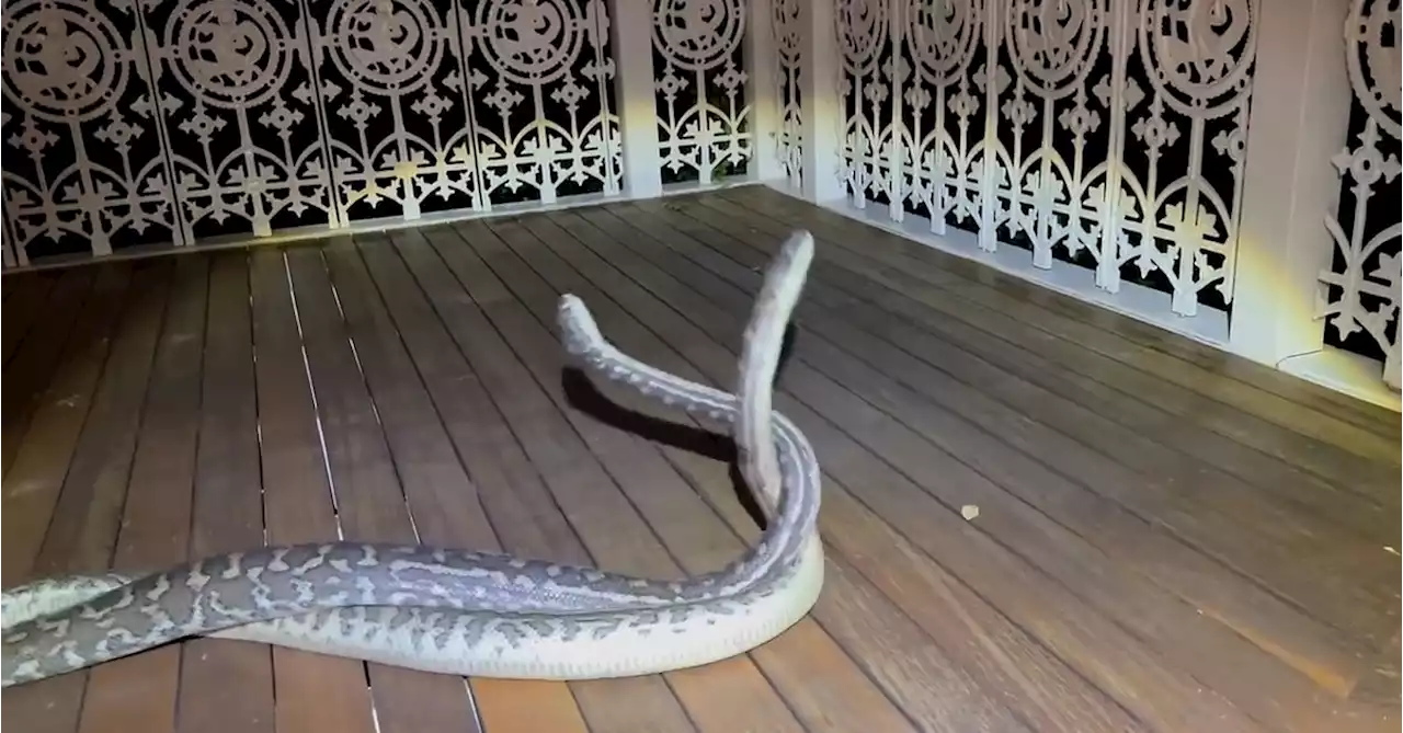 Pythons filmed in combat at Queensland home