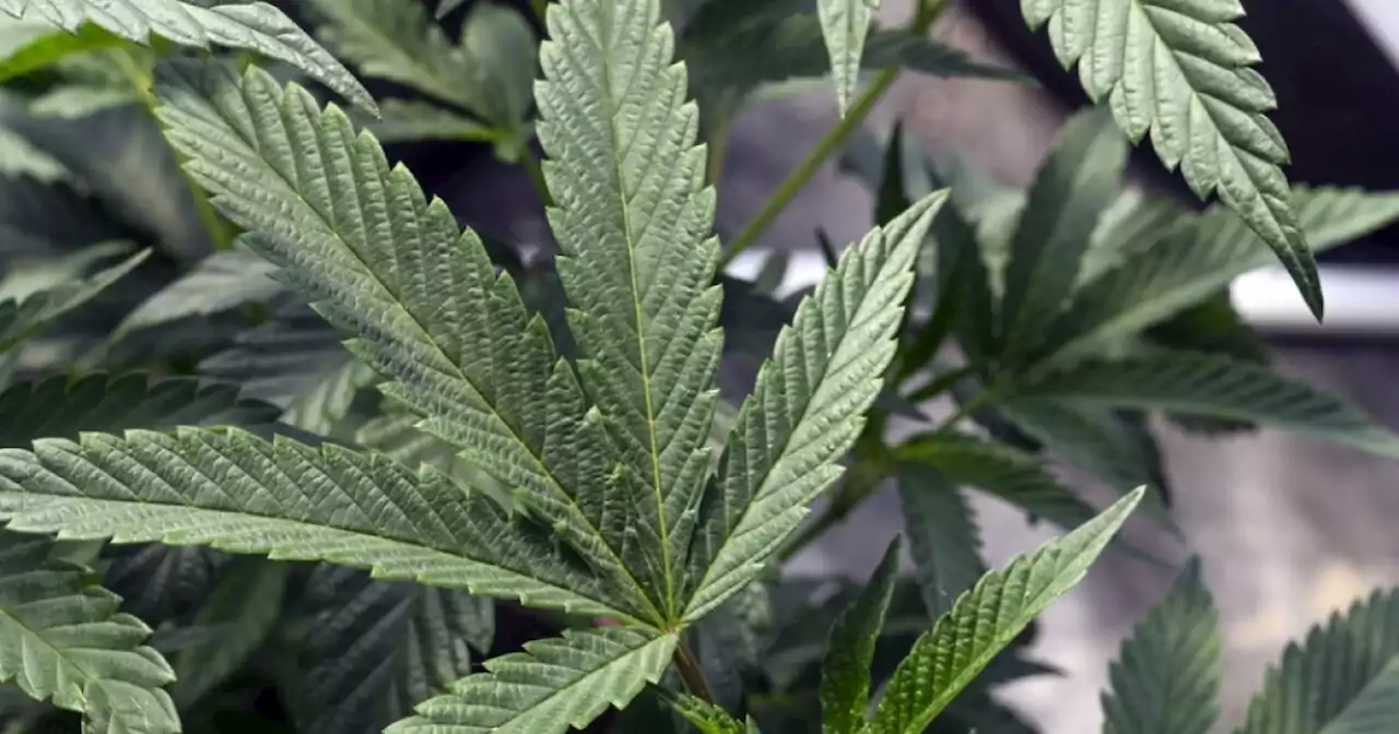 Marijuana laws could change as DEA considers reclassification