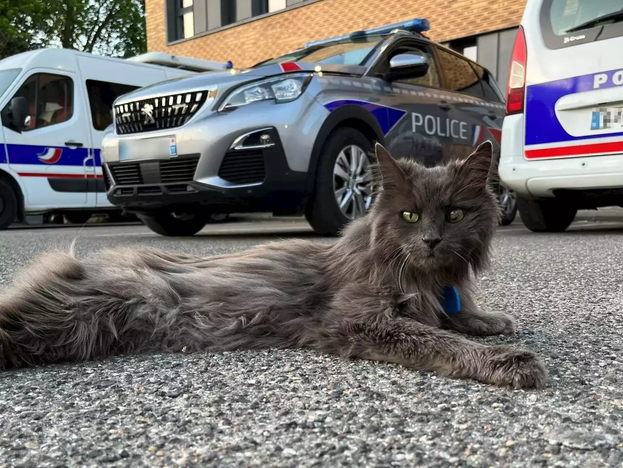 Seine-et-Marne : vague d'émotion après la mort de Pirate, mascotte d'un commissariat local