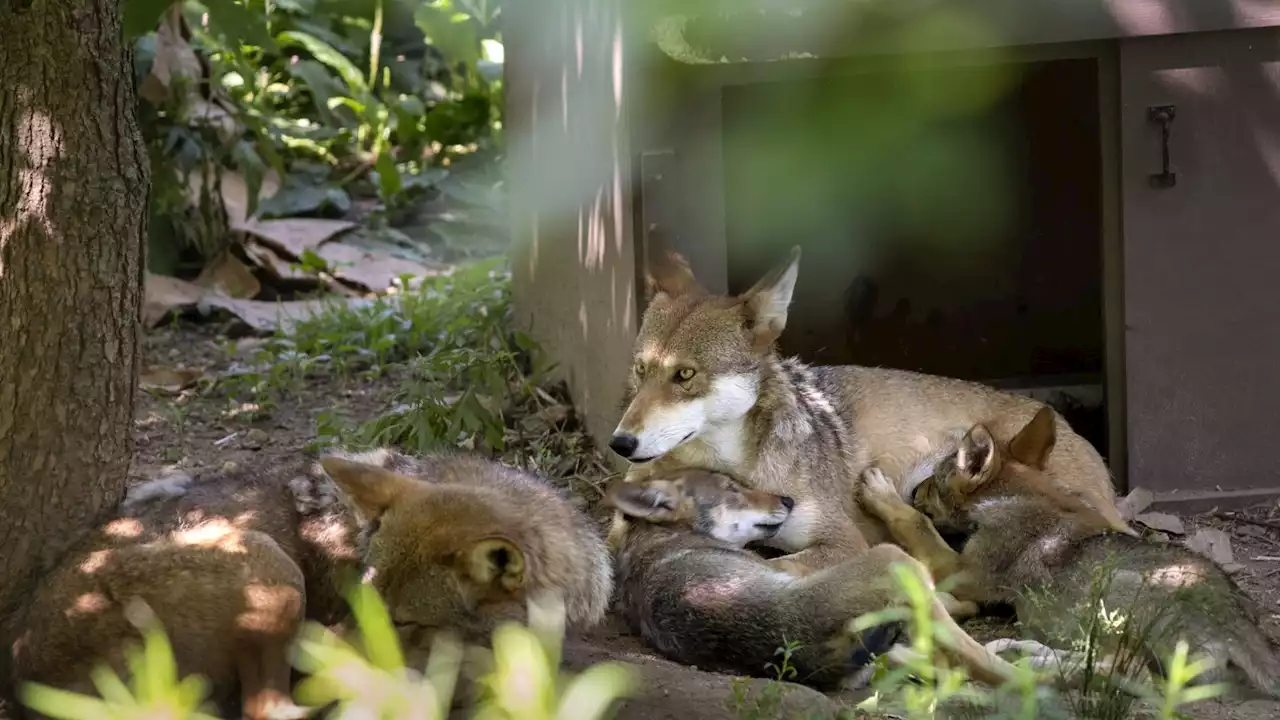 Takeaways from AP’s reporting on efforts to restore endangered red wolves to the wild