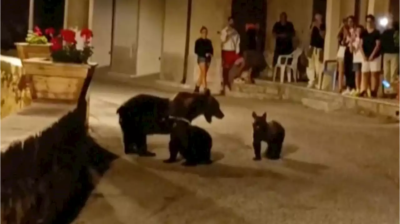 Italien sorgt sich um Nachwuchs von erschossener Bärin