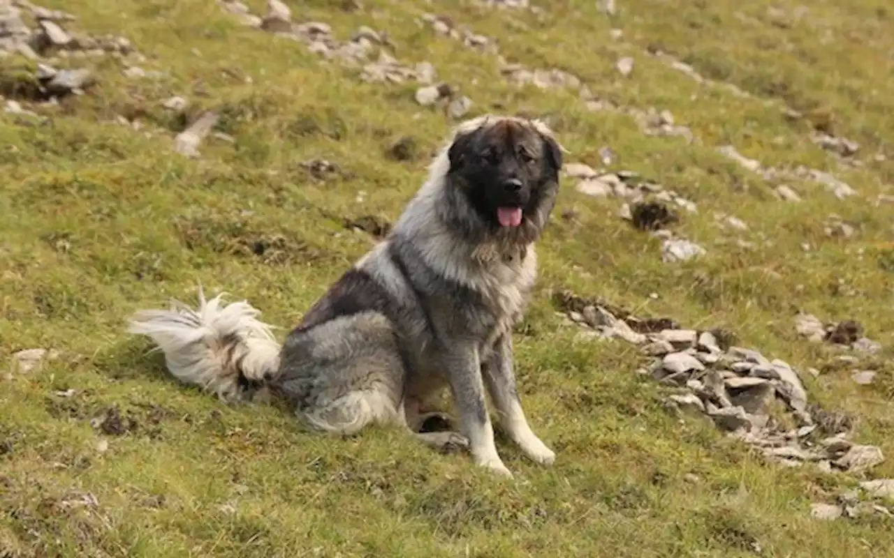 Der Kanton Graubünden hat sein eigenes Herdenschutzhunde-Programm