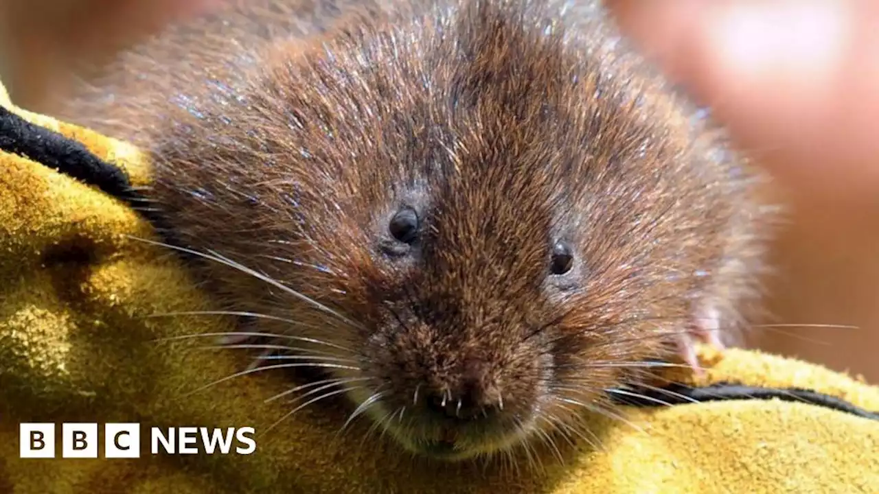 Water voles being released into Devon river