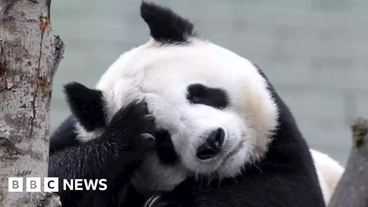 Edinburgh Zoo's giant pandas to return to China in December